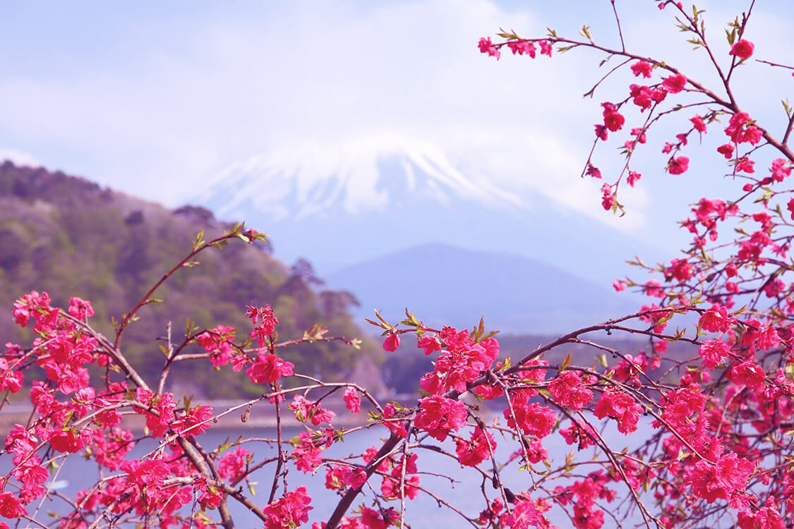 日本の風情と伝統を漂わせる梅と富士山