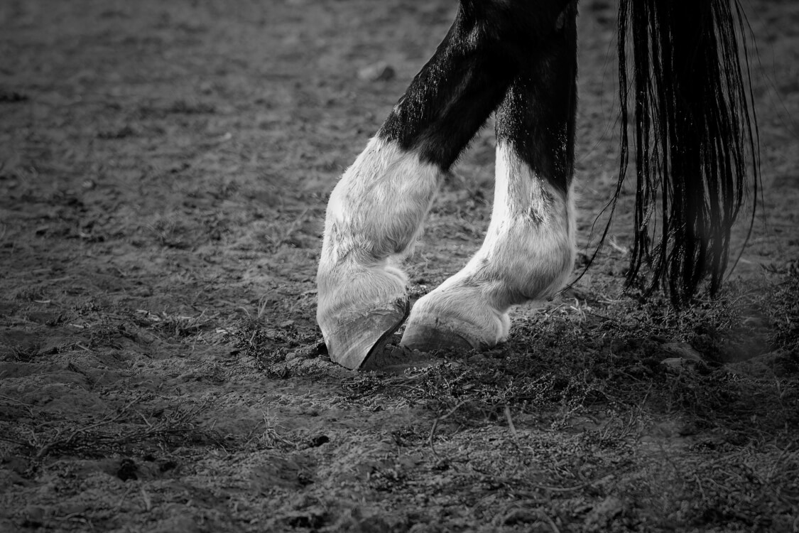 あなたの馬はどのくらいの頻度で靴を履き替えるべきですか?