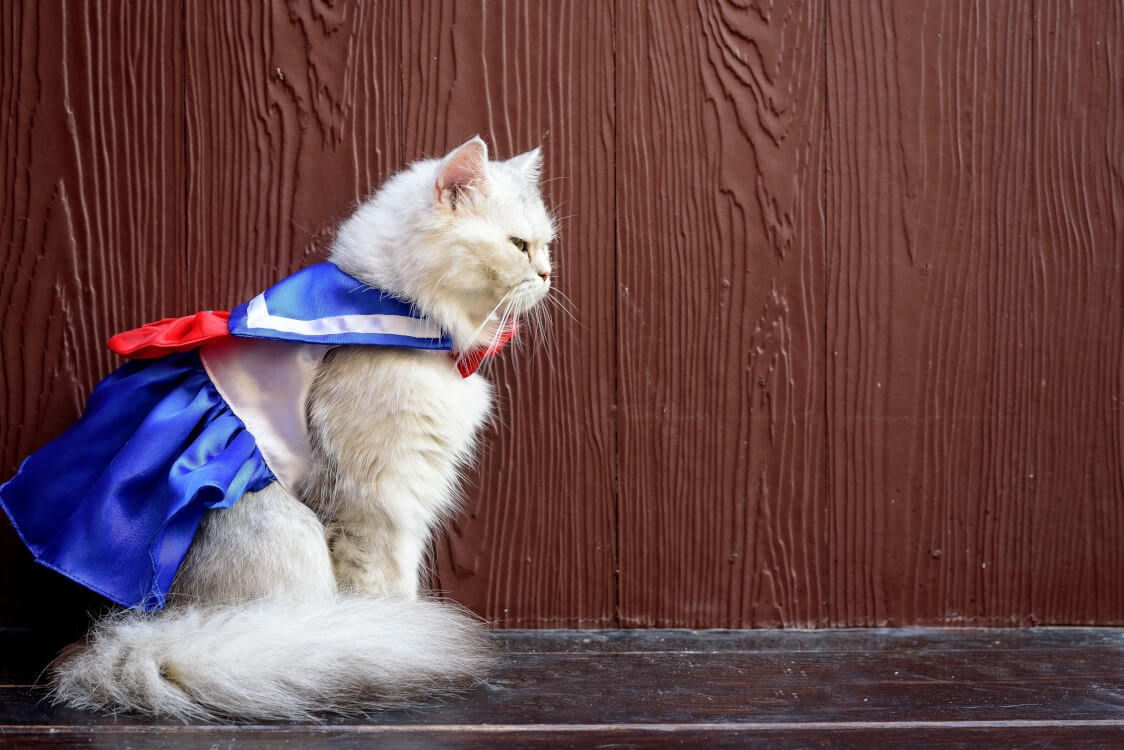猫がコスプレしている様子