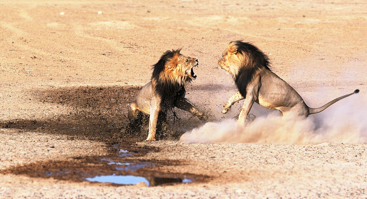 獅子奮迅のごとく戦っている獅子