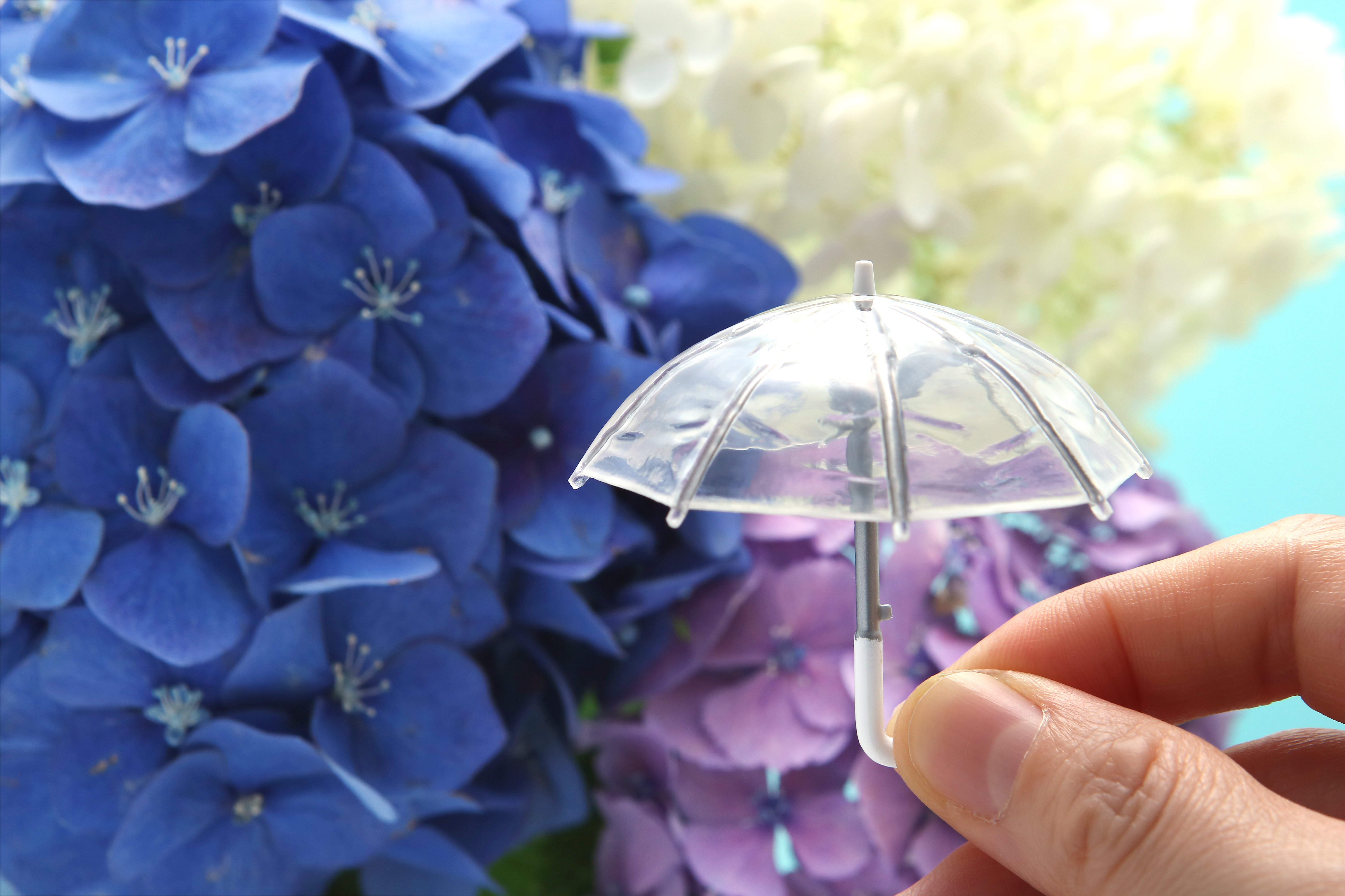 水無月を象徴するもの