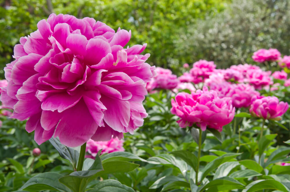 立てば芍薬座れば牡丹歩く姿は百合の花 の使い方や意味 例文や類義語を徹底解説 言葉の手帳 様々なジャンルの言葉や用語の意味 や使い方 類義語や例文まで徹底解説します