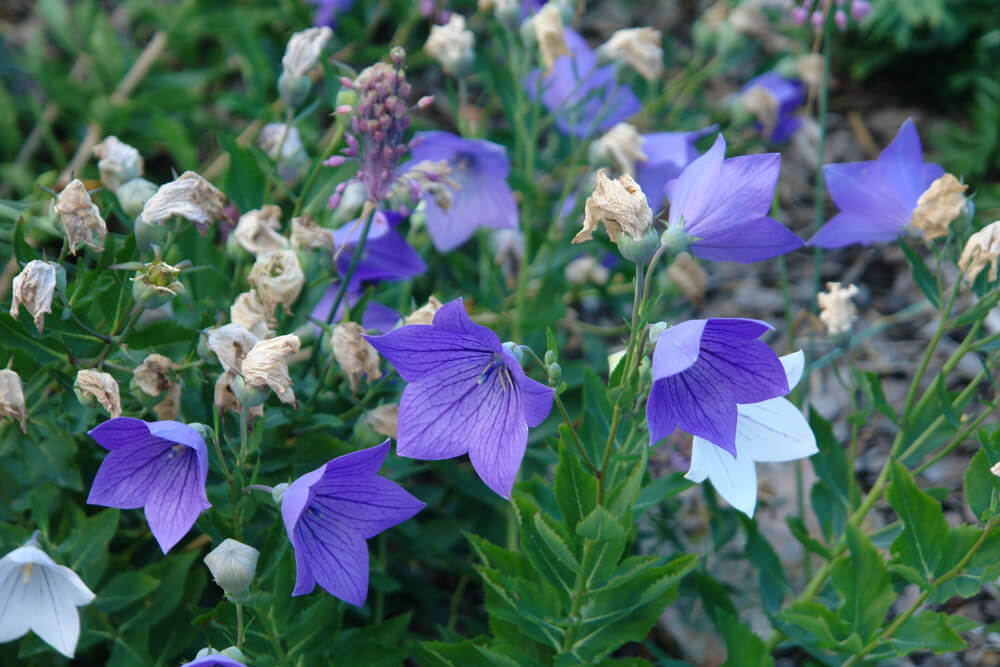 桔梗 の花言葉の意味 似た意味の花言葉を持つ花を徹底解説 言葉の手帳 様々なジャンルの言葉や用語の意味や使い方 類義語や例文まで徹底解説します