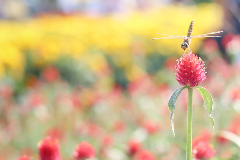 千日紅 の花言葉の意味 似た意味の花言葉を持つ花を徹底解説 言葉の手帳 様々なジャンルの言葉 や用語の意味や使い方 類義語や例文まで徹底解説します