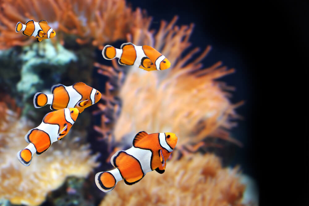 魚と水