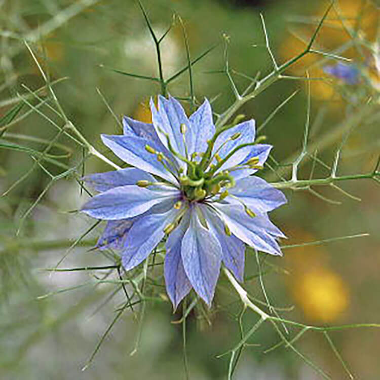 ニゲラ の花言葉の意味 似た意味の花言葉を持つ花を徹底解説 言葉の手帳 様々なジャンルの言葉 や用語の意味や使い方 類義語や例文まで徹底解説します