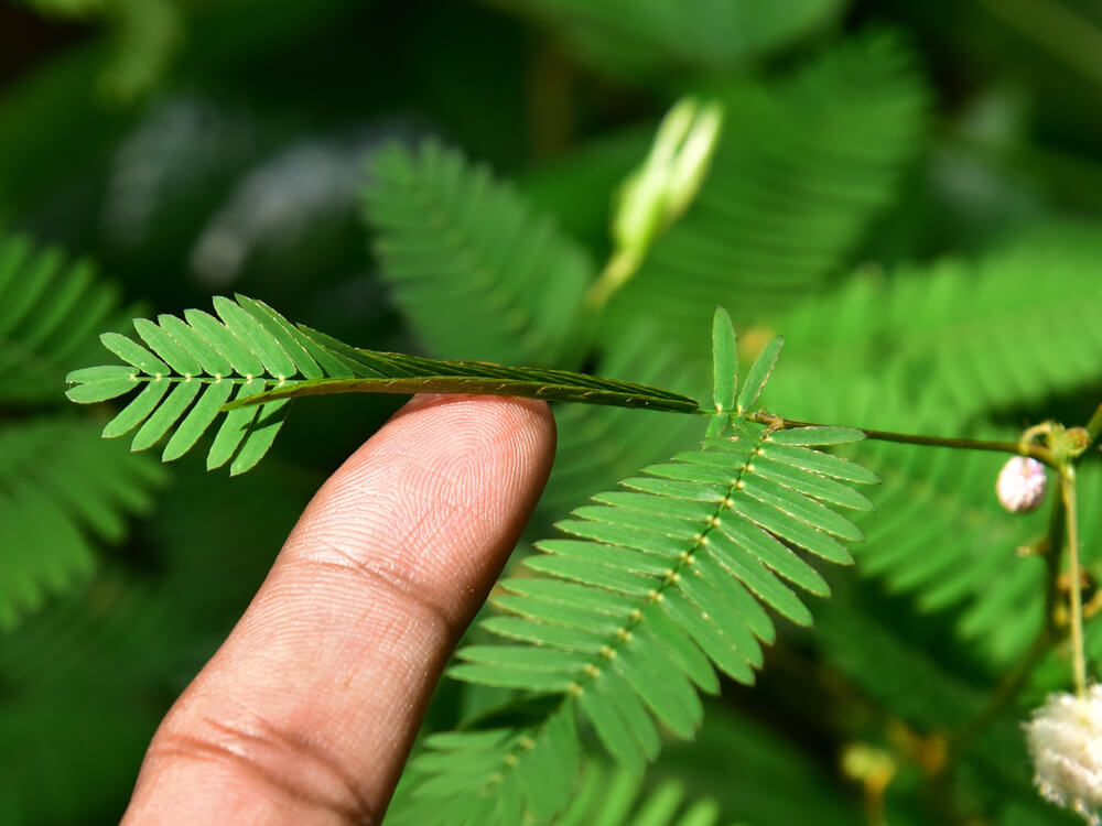 オジギソウ の花言葉の意味 似た意味の花言葉を持つ花を徹底解説 言葉の手帳 様々なジャンルの言葉 や用語の意味や使い方 類義語や例文まで徹底解説します