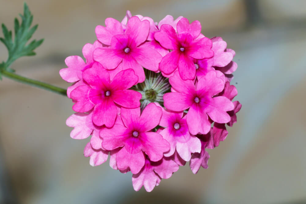 バーベナ の花言葉の意味 似た意味の花言葉を持つ花を徹底解説 言葉の手帳 様々なジャンルの言葉 や用語の意味や使い方 類義語や例文まで徹底解説します