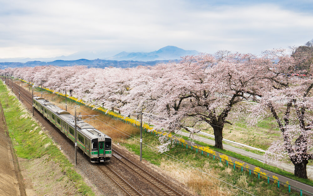 豊かな自然と桜と鈍行列車