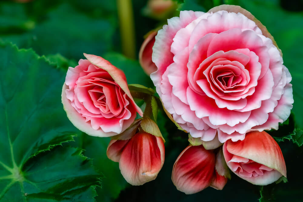 ベゴニア の花言葉の意味 似た意味の花言葉を持つ花を徹底解説 言葉の手帳 様々なジャンルの言葉 や用語の意味や使い方 類義語や例文まで徹底解説します