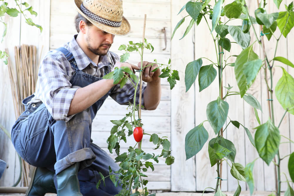 男性が野菜を育てている様子
