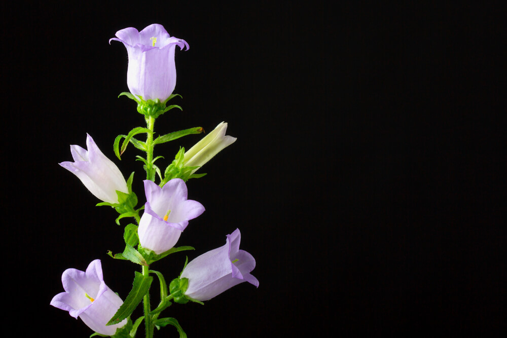 カンパニュラ の花言葉の意味 似た意味の花言葉を持つ花を徹底解説 言葉の手帳 様々な ジャンルの言葉や用語の意味や使い方 類義語や例文まで徹底解説します