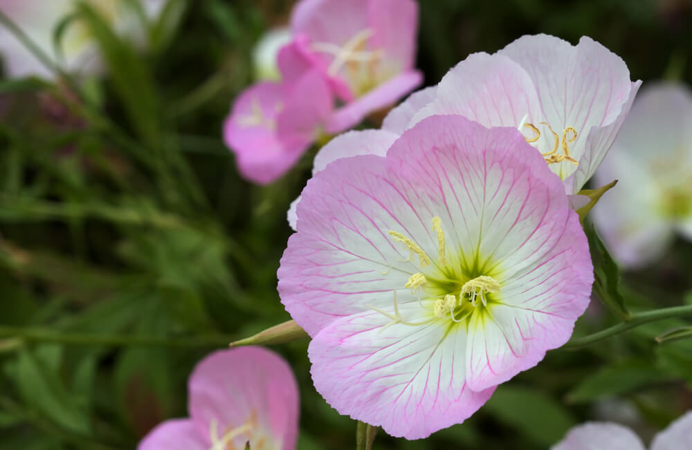 月見草 の花言葉の意味 似た意味の花言葉を持つ花を徹底解説 言葉の手帳 様々なジャンルの言葉や用語の意味や使い方 類義語や例文まで徹底解説します