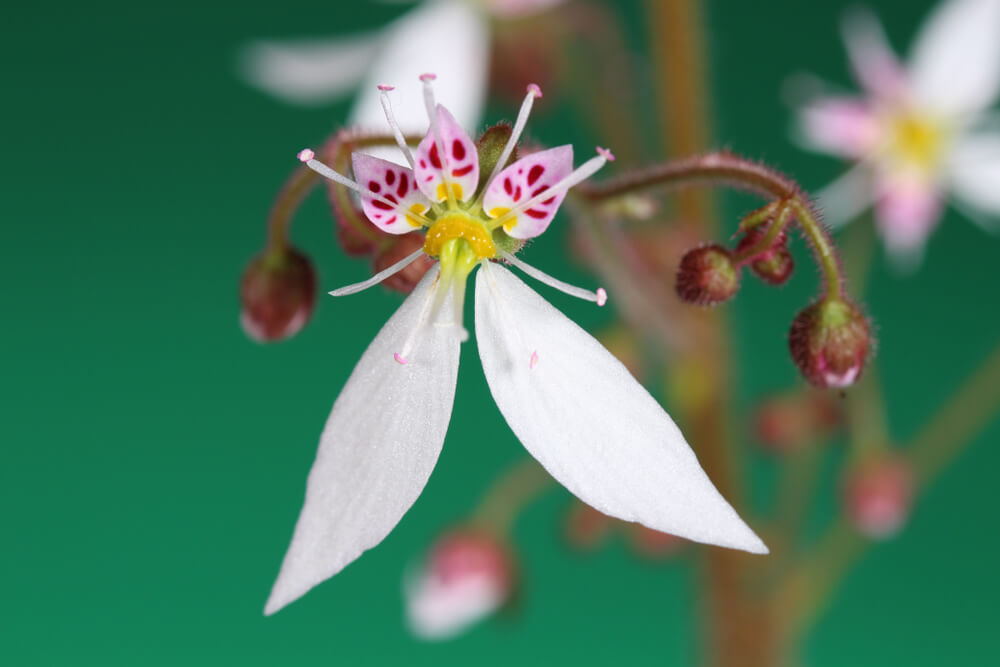 ユキノシタ の花言葉の意味 似た意味の花言葉を持つ花を徹底解説 言葉の手帳 様々なジャンルの言葉 や用語の意味や使い方 類義語や例文まで徹底解説します