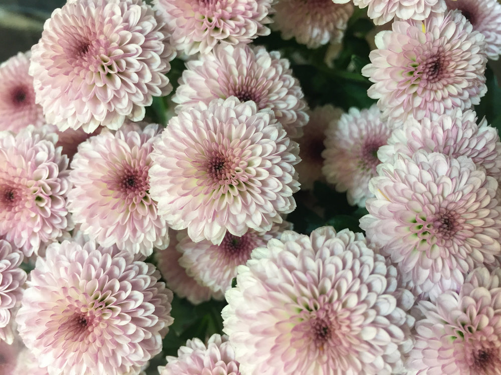 菊 の花言葉の意味 似た意味の花言葉を持つ花を徹底解説 言葉の手帳 菊 の花言葉の意味 似た意味の花言葉を持つ花を徹底解説 言葉の手帳