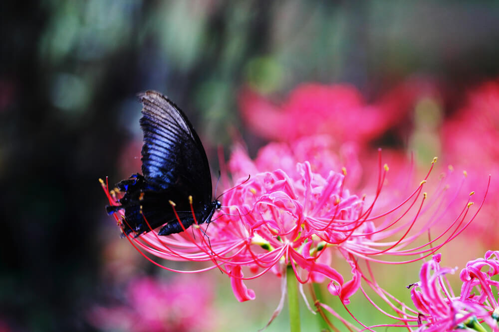 彼岸花 の花言葉の意味 似た意味の花言葉を持つ花を徹底解説 言葉の手帳 様々なジャンルの言葉 や用語の意味や使い方 類義語や例文まで徹底解説します