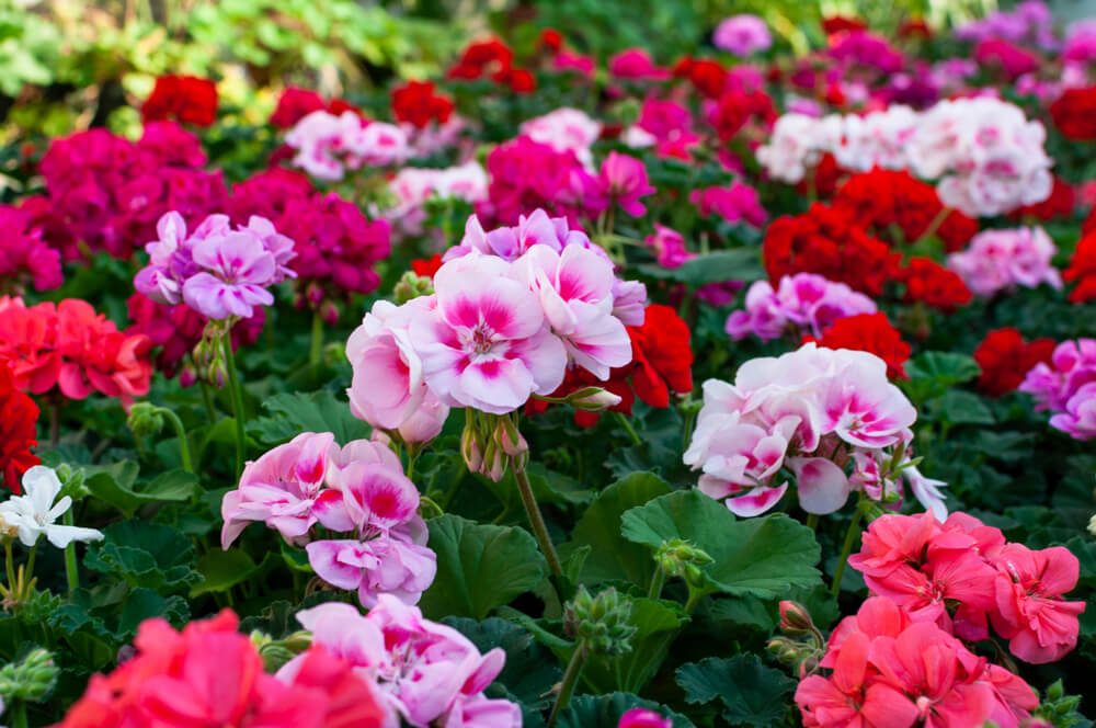 ゼラニウム の花言葉の意味 似た意味の花言葉を持つ花を徹底解説 言葉の手帳 様々なジャンルの言葉 や用語の意味や使い方 類義語や例文まで徹底解説します