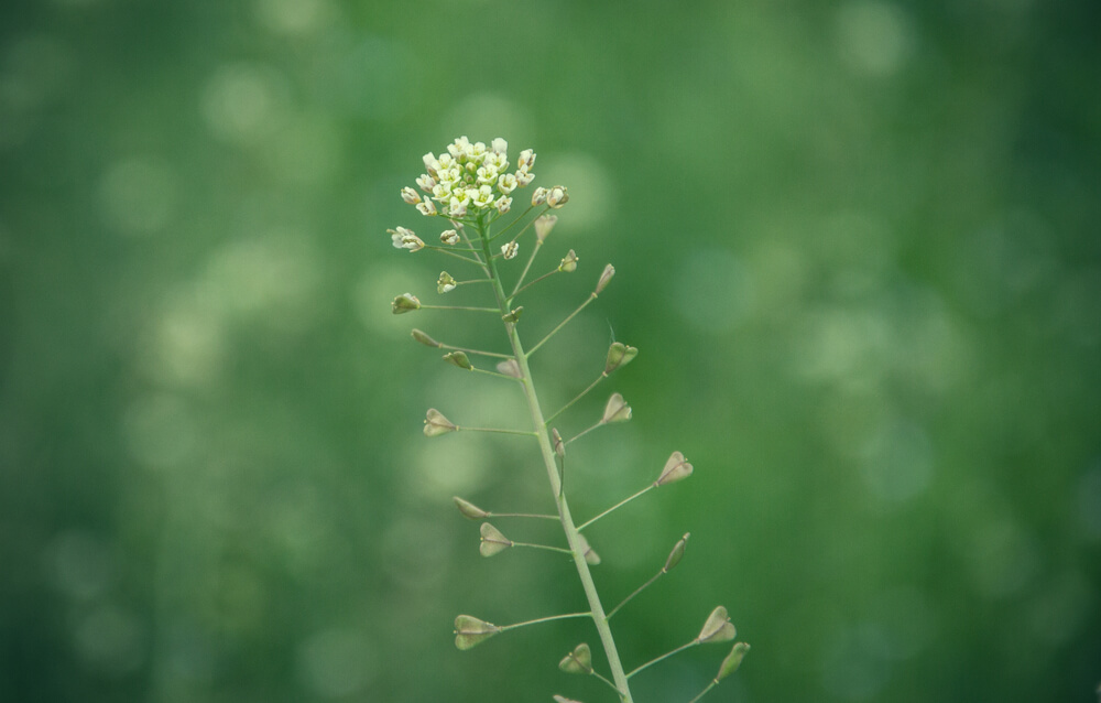 なずな の花言葉の意味 似た意味の花言葉を持つ花を徹底解説 言葉の手帳 様々なジャンルの言葉や用語の意味や使い方 類義語や例文まで徹底解説します