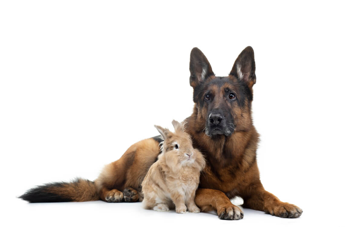 が 言葉 は 犬 に 関係 由来 する