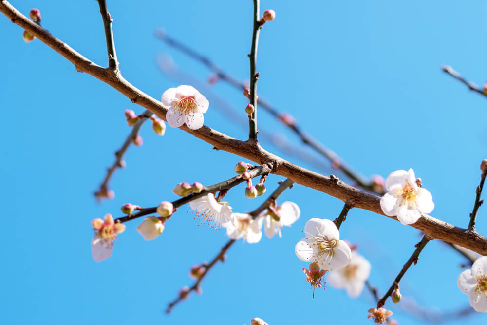 咲き誇る桜