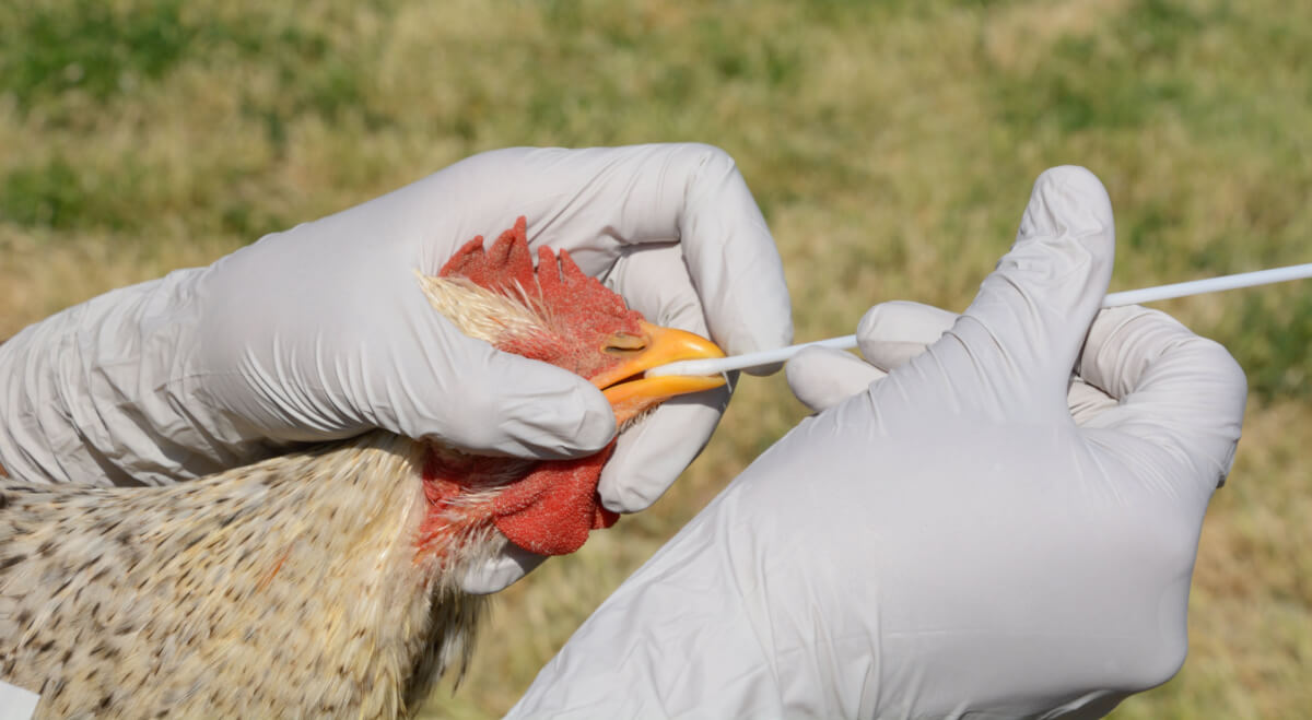 鳥インフルエンザの検査