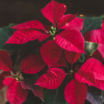 楽天家 の使い方や意味 例文や類義語を徹底解説 言葉の手帳 様々なジャンルの言葉や用語の意味や使い方 類義語や例文まで徹底解説します