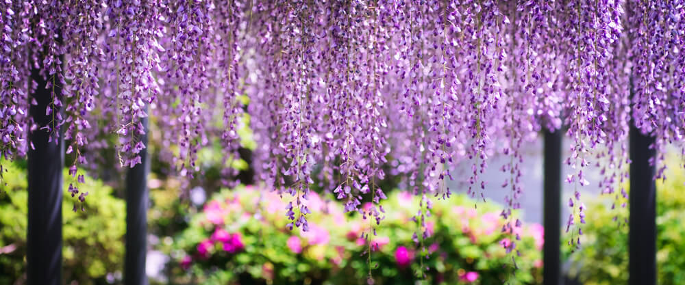 フジ の花言葉の意味 似た意味の花言葉を持つ花を徹底解説 言葉の手帳 様々なジャンルの言葉や用語の意味や使い方 類義語や例文まで徹底解説します