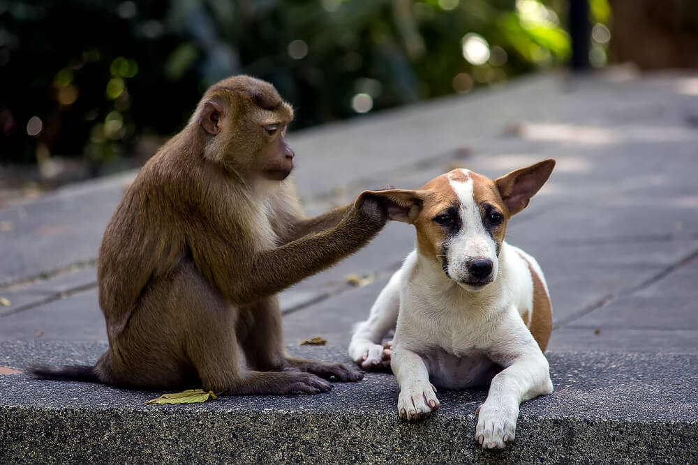 犬猿の仲の犬と猿が仲良くしている