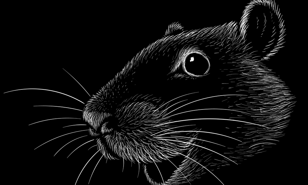 頭の黒い鼠 の使い方や意味 例文や類義語を徹底解説 言葉の手帳 様々なジャンルの言葉や用語の意味や使い方 類義語や例文まで徹底解説します