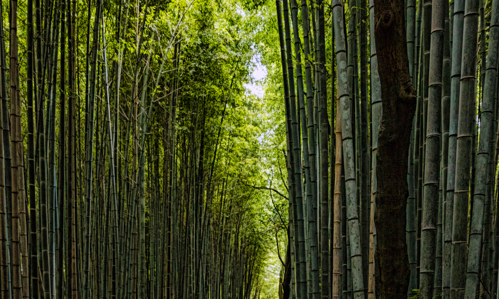 破竹之勢をあらわす1本の山道