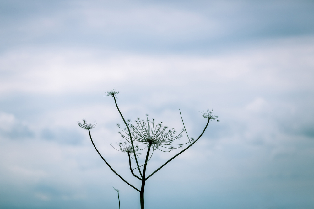 雑草が空に向かって伸びる様を雑草魂と呼ぶ